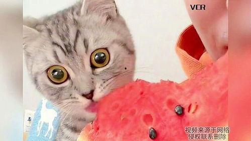 猫吃瓜是怎么吃的