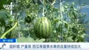 青冈吃瓜群众,揭秘乡村生活百态