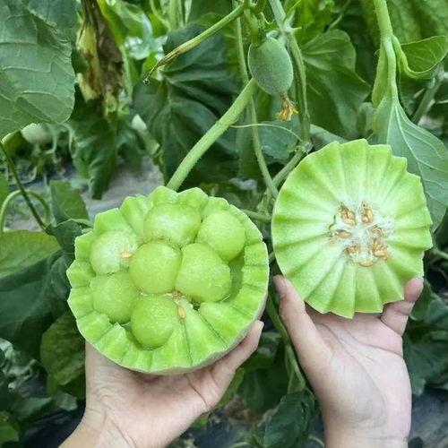 什么时节吃瓜